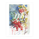 Viburnum / Guelder rose (Print Only) thumbnail