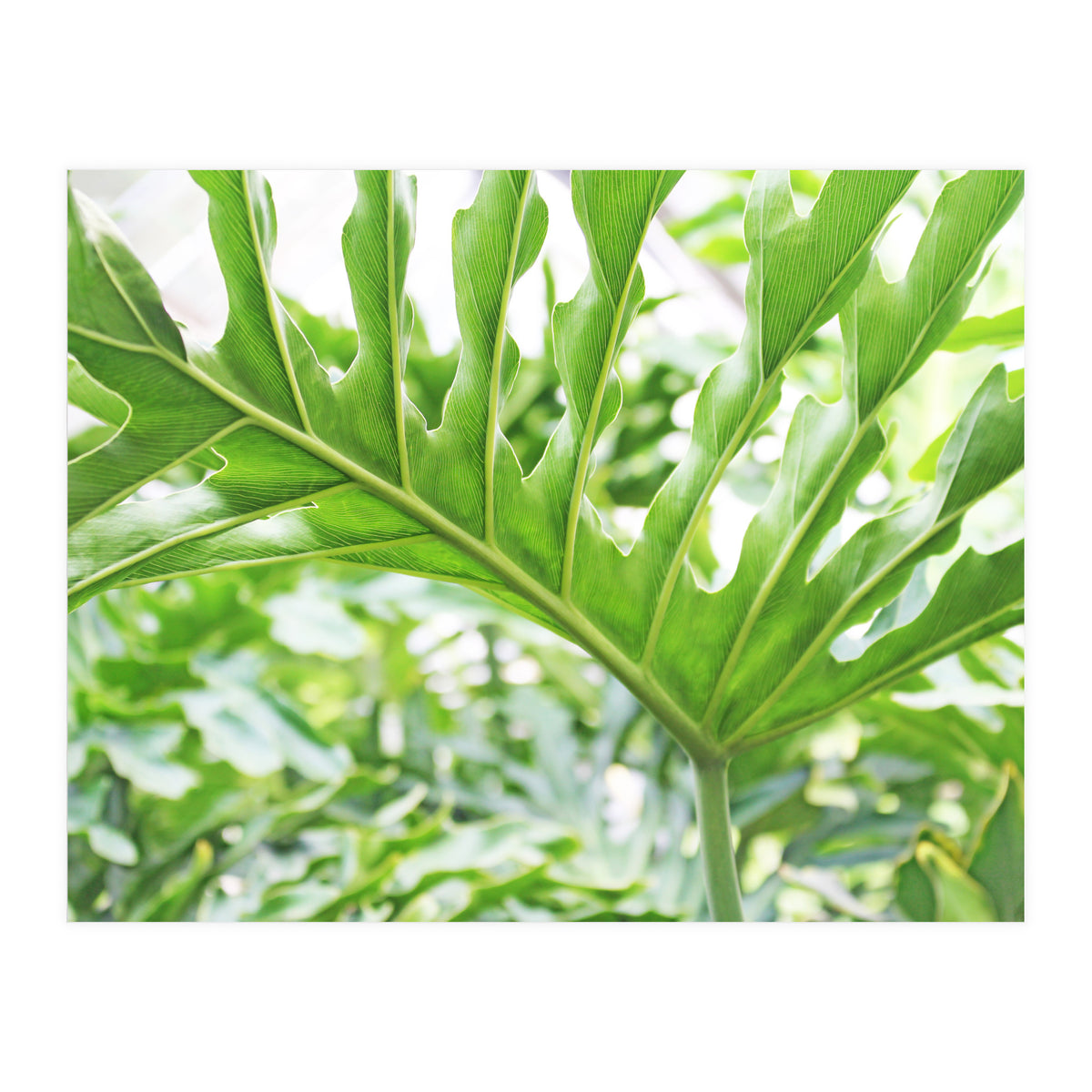 Green Leaf (Print Only)