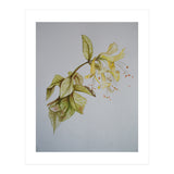 Honeysuckles (Print Only) thumbnail