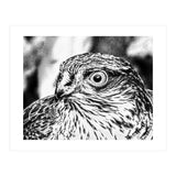 Peregrine  (Print Only) thumbnail