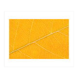 Autumn Leaf (Print Only) thumbnail