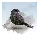 A watercolor drawing of a starling (Print Only) thumbnail