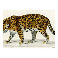 Jaguar (Panthera Onca) illustrated  (Print Only)