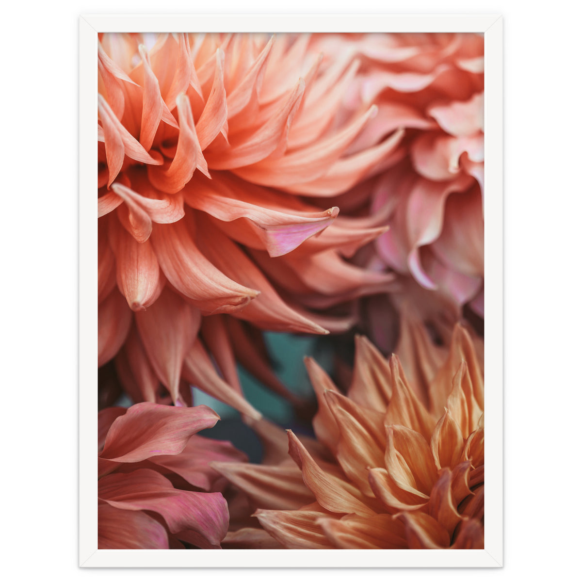Vintage Dahlia