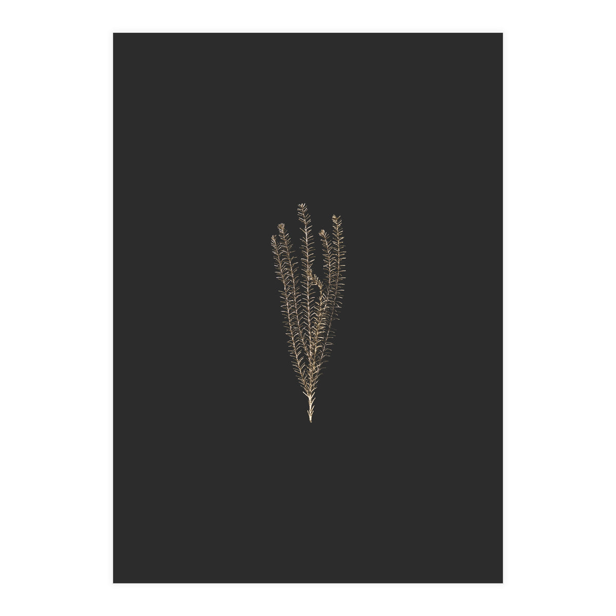 Delicate Fynbos Botanicals in Gold and Black (Print Only)