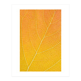 Autumn Leaf (Print Only) thumbnail