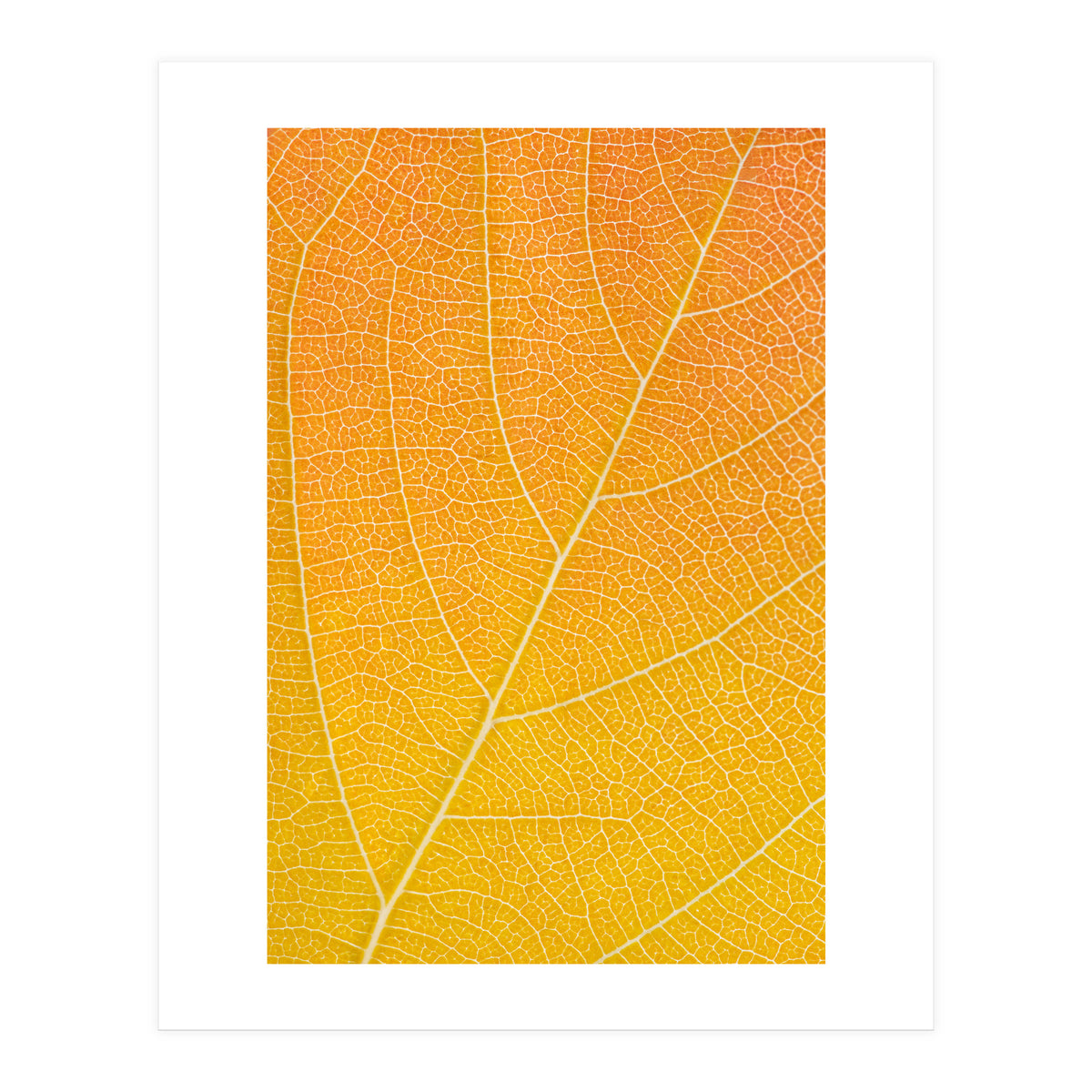 Autumn Leaf (Print Only)
