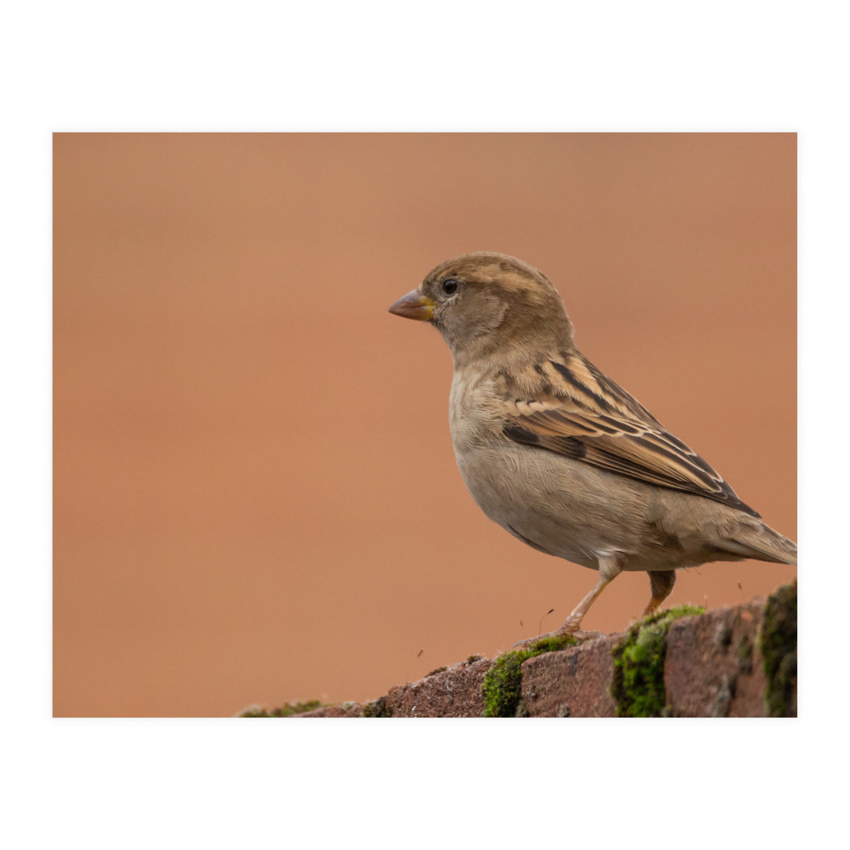 House Sparrow (Print Only)