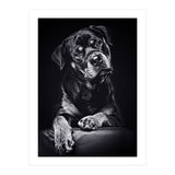 Black Dog (Print Only) thumbnail