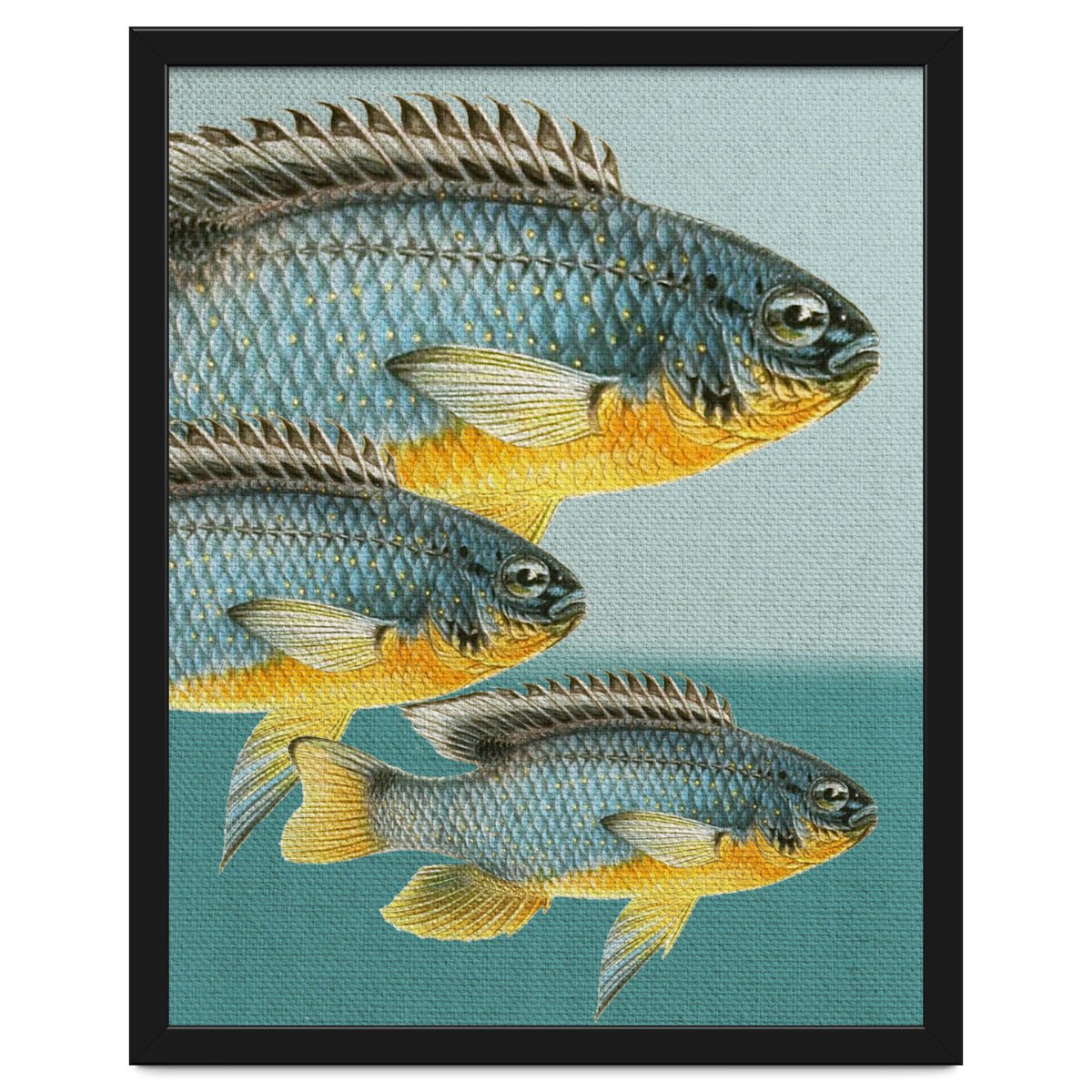 Fish Classic Designs 12