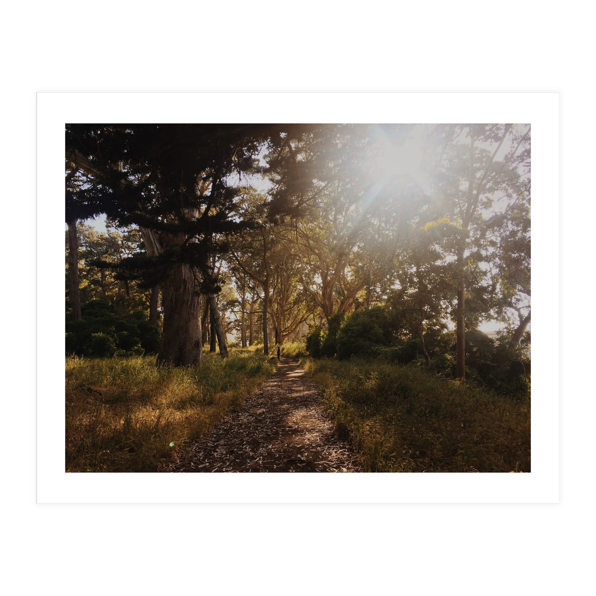 Golden Gate Park (Print Only)