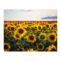 Summer Sunflowers (Print Only)