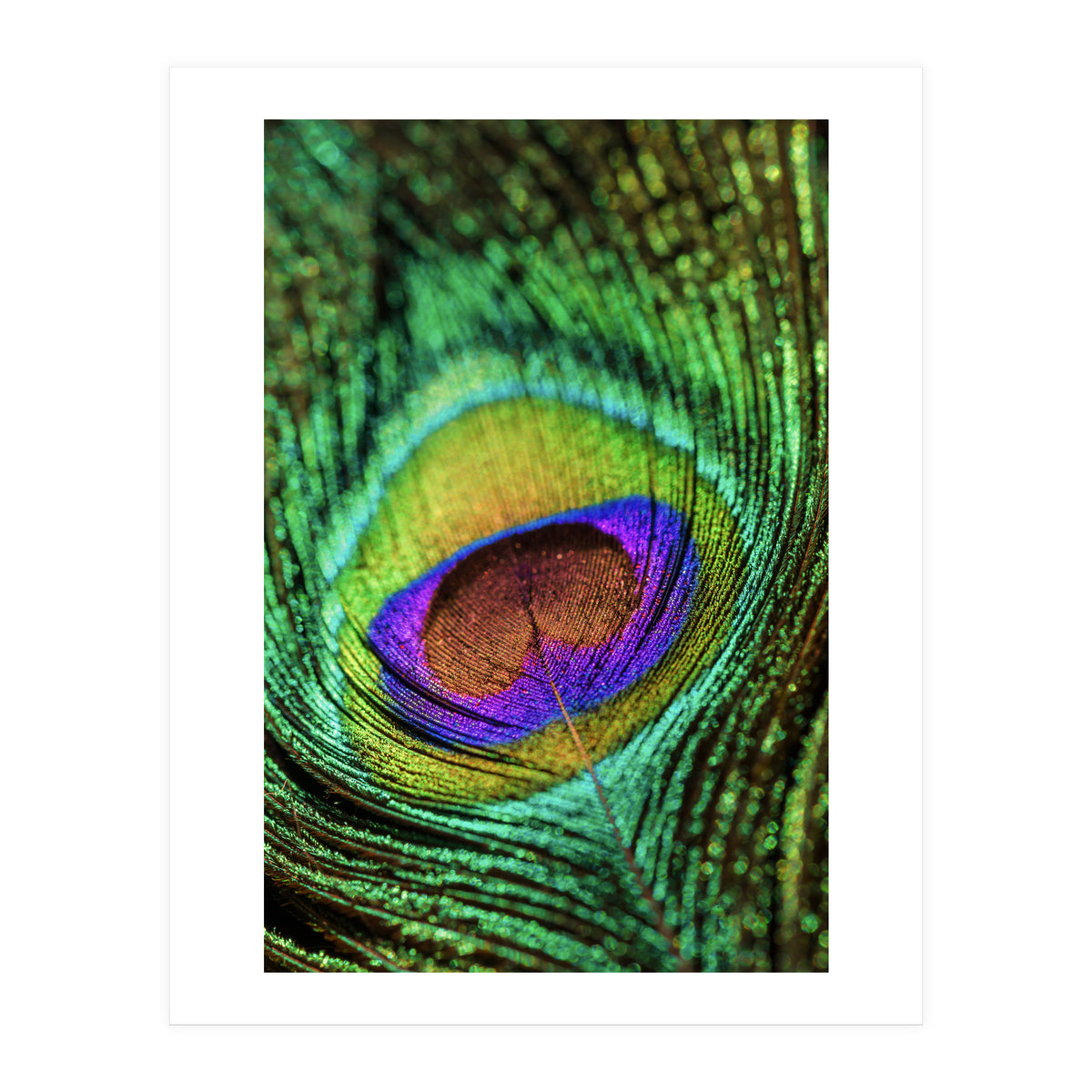Peacock feather (Print Only)