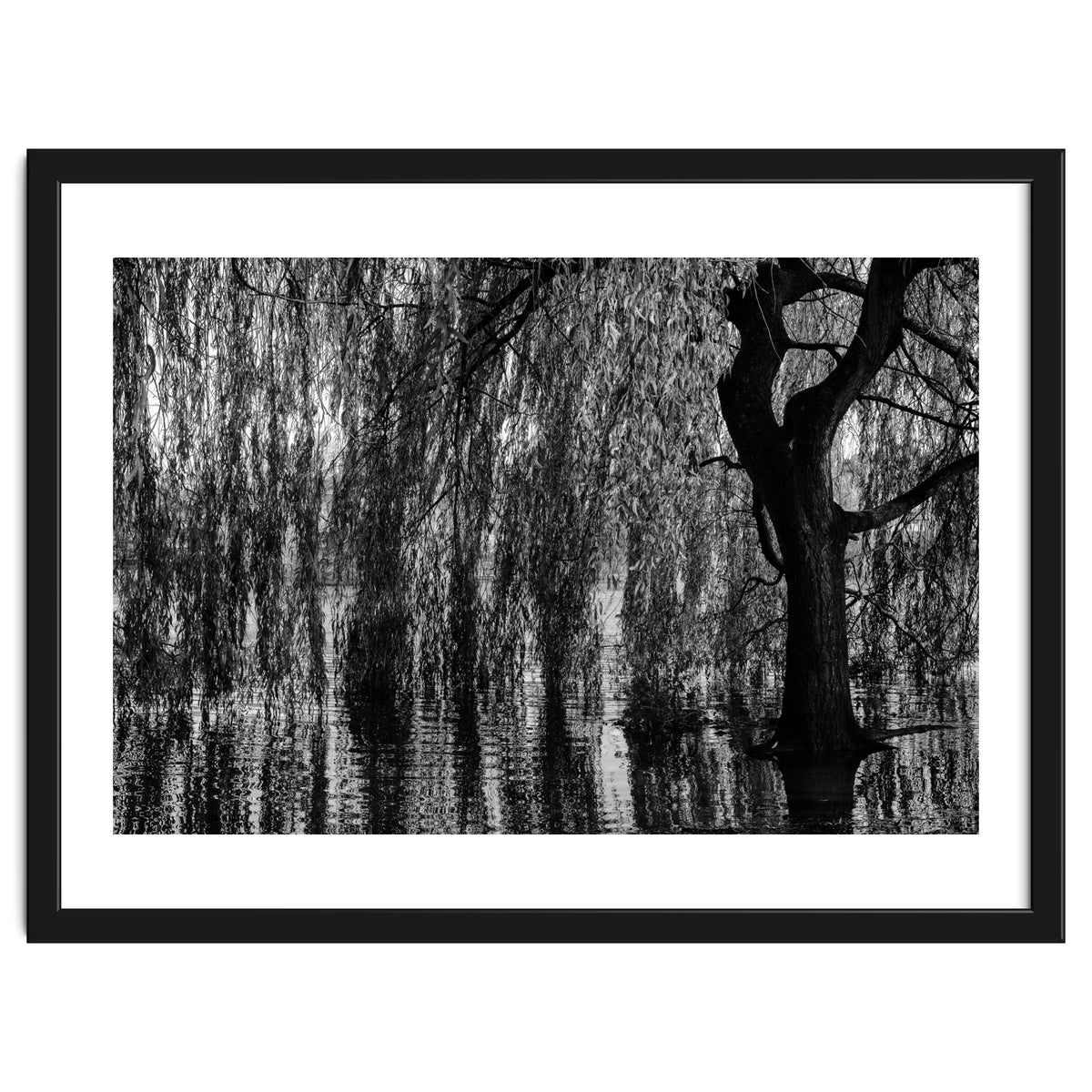 Weeping Willow