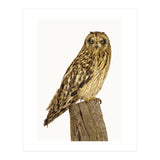 Cc Birds 01 (Print Only) thumbnail