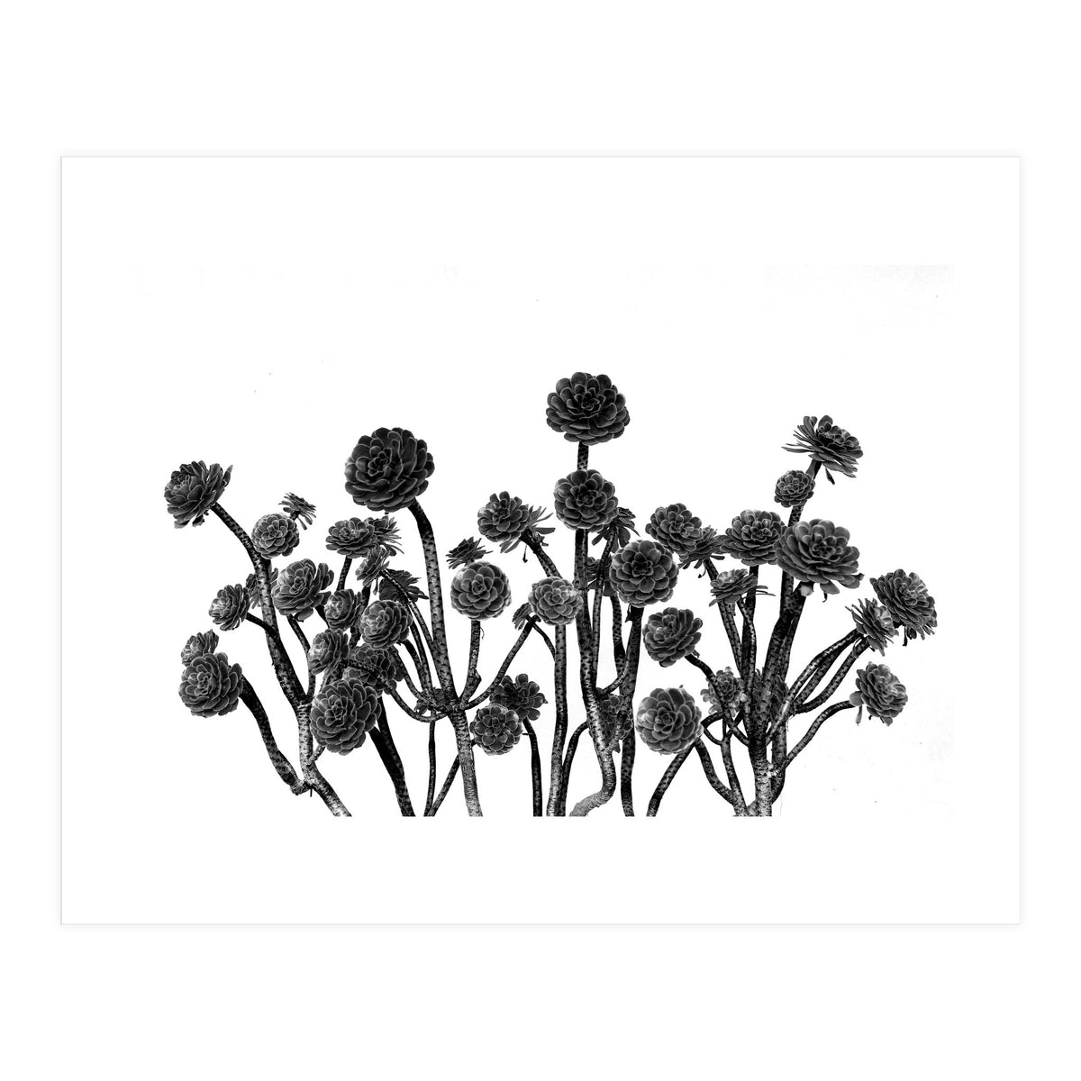 cactus succulents (Print Only)