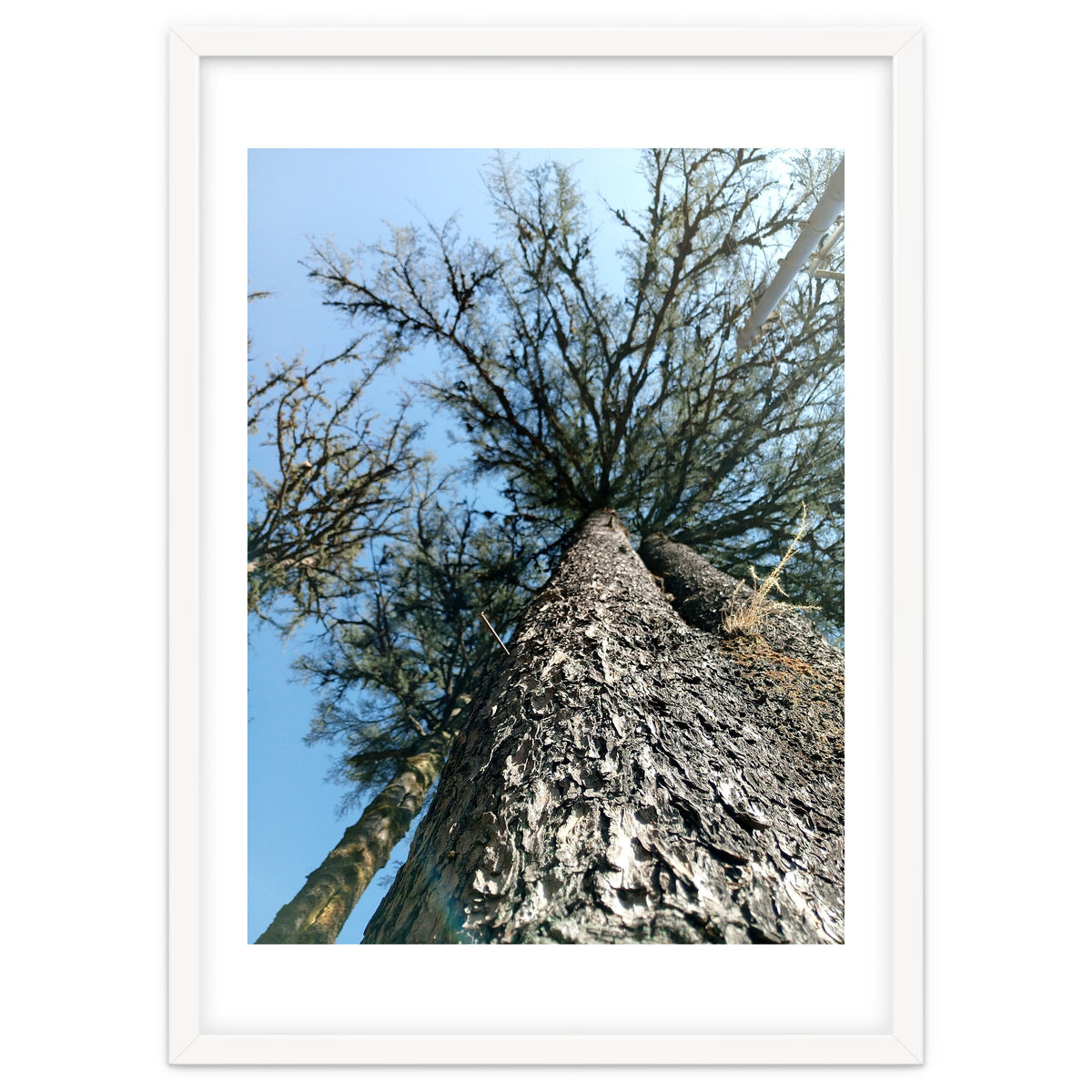 Ataraxia - Tree Series 1