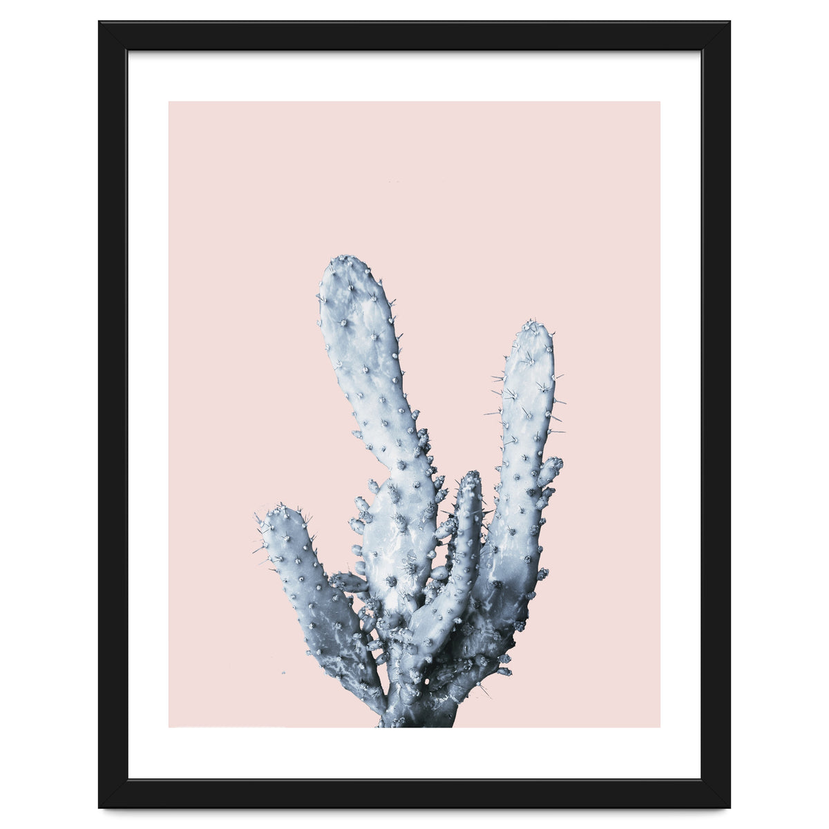 Cactus collection BL-I