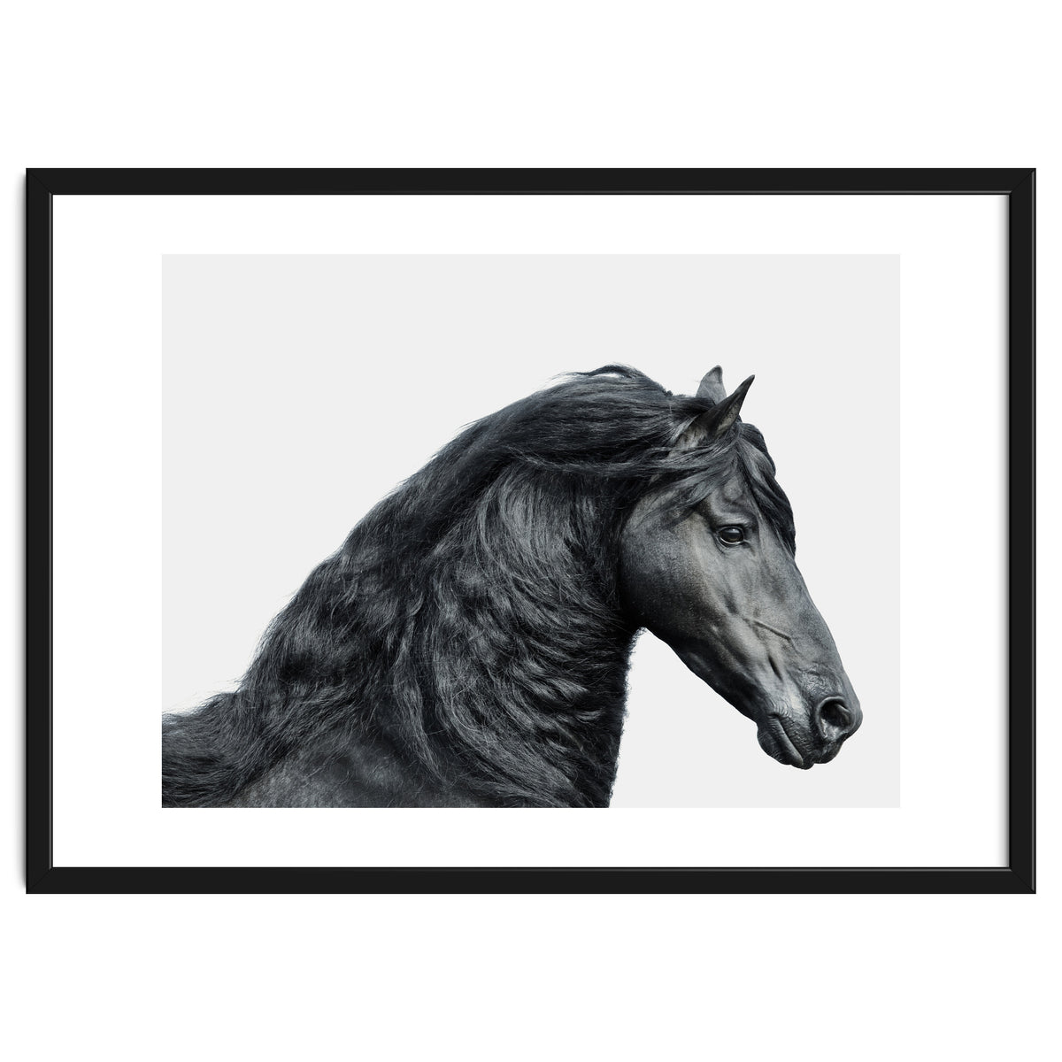 Friesian Horse