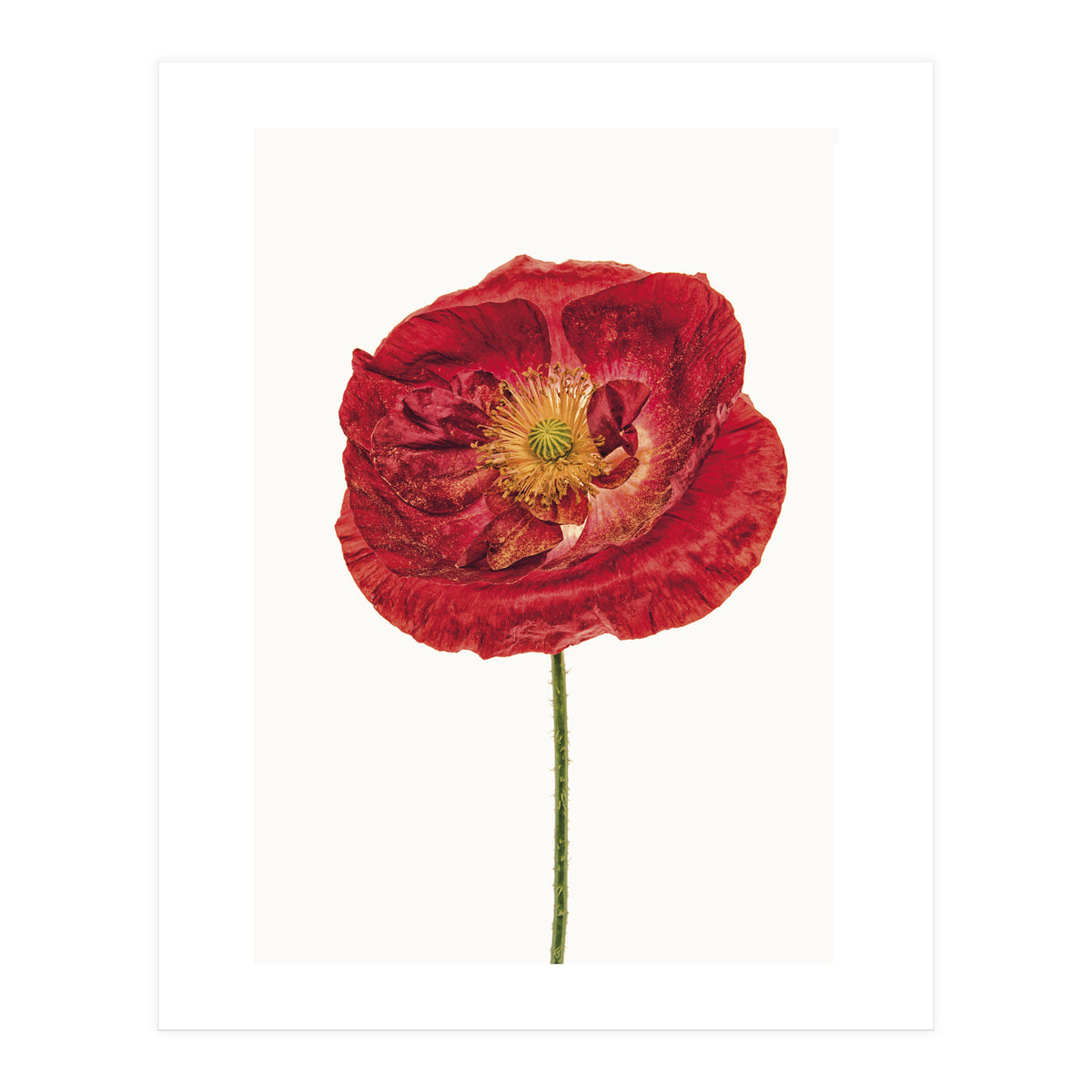 Cc Poppy 05 (Print Only)
