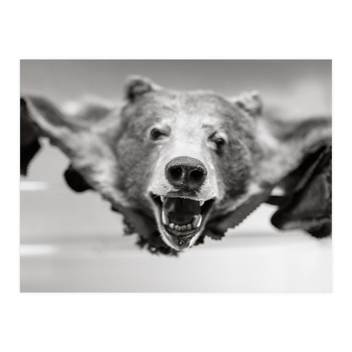 Bear Skin (Print Only)