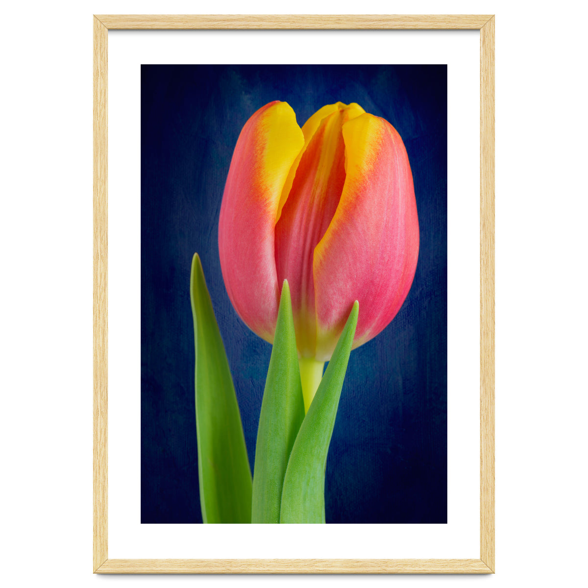 Tulip