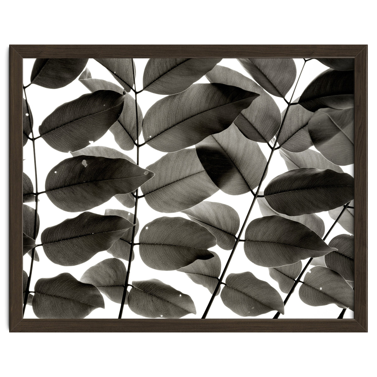 Branches and Leaves I