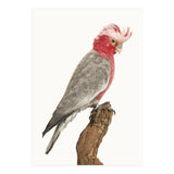 Cc Birds 02 (Print Only) thumbnail