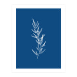 Blue Botanical II (Print Only) thumbnail