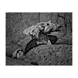 Drift wood (Print Only) thumbnail