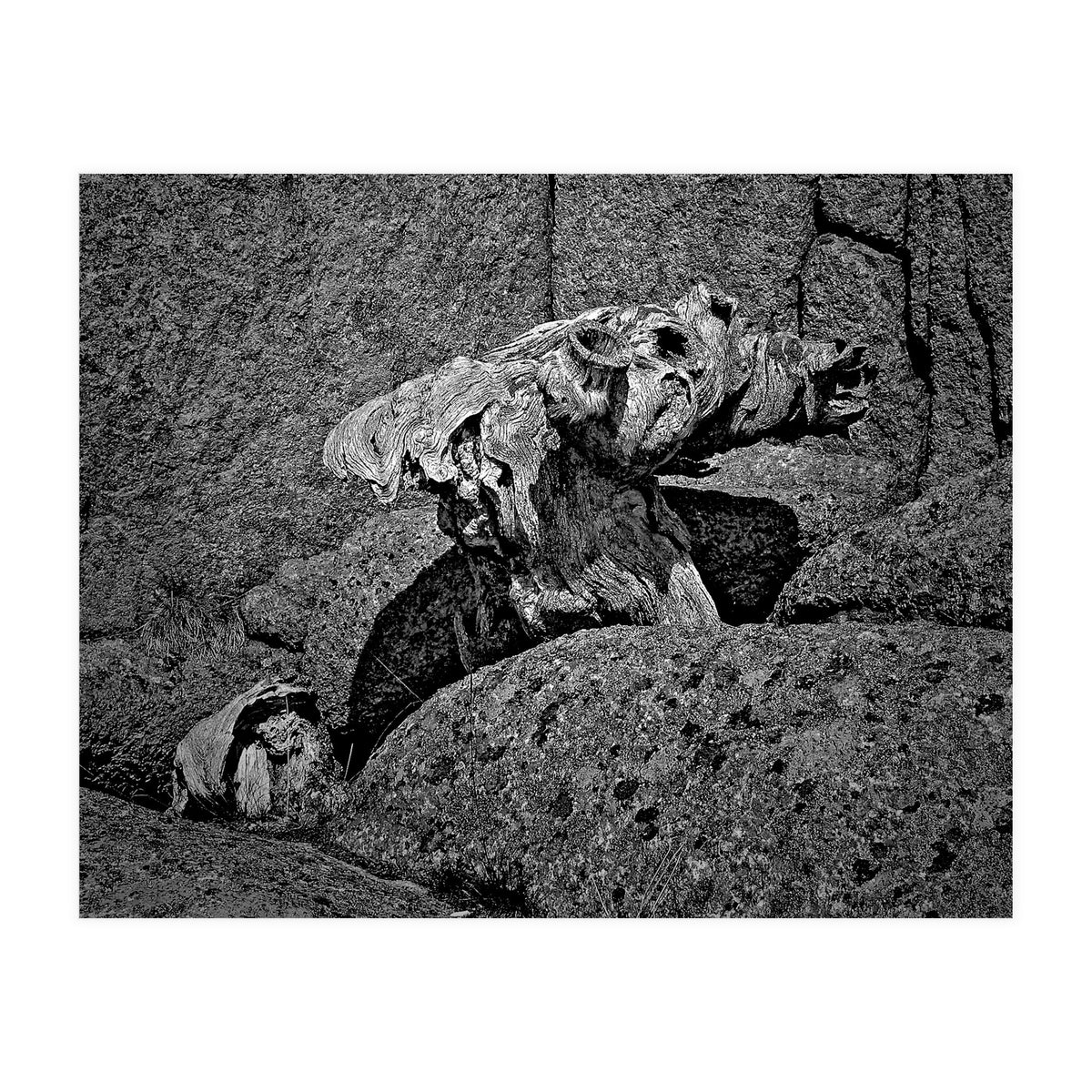 Drift wood (Print Only)