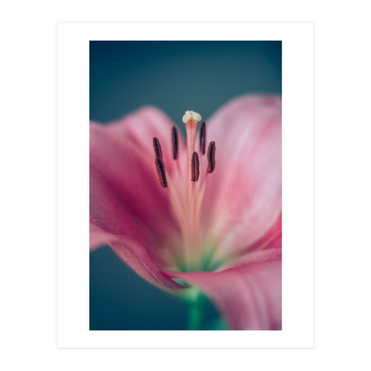 Allure (Print Only)
