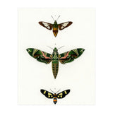 Different types of moths illustrated  (Print Only) thumbnail