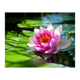 Waterlilie (Print Only) thumbnail