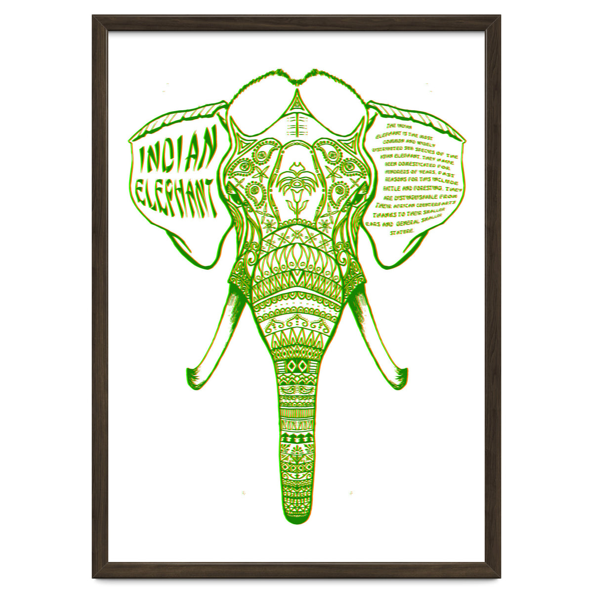 Indian Elephant