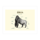 Anatomy of a Gorilla (Print Only) thumbnail