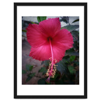 Beautiful Hibiscus Flora