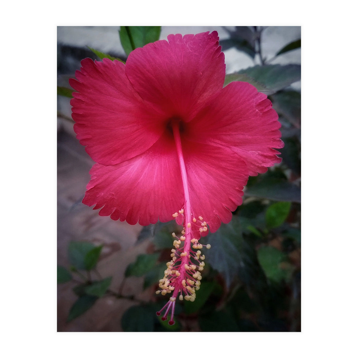 Beautiful Hibiscus Flora (Print Only)