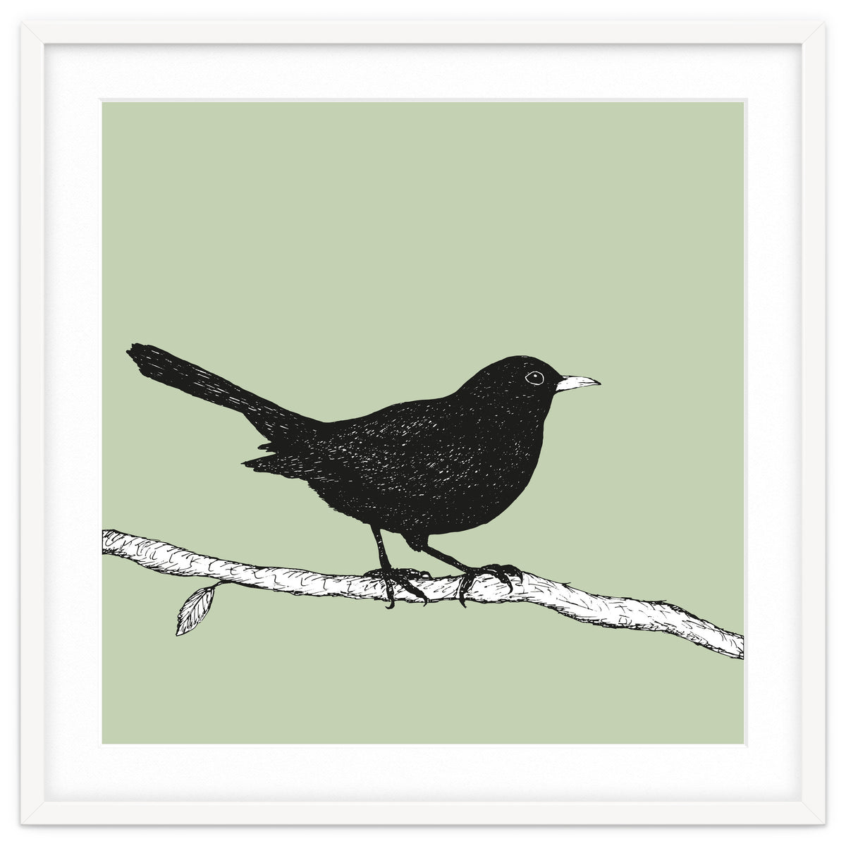 Blackbird pen drawing