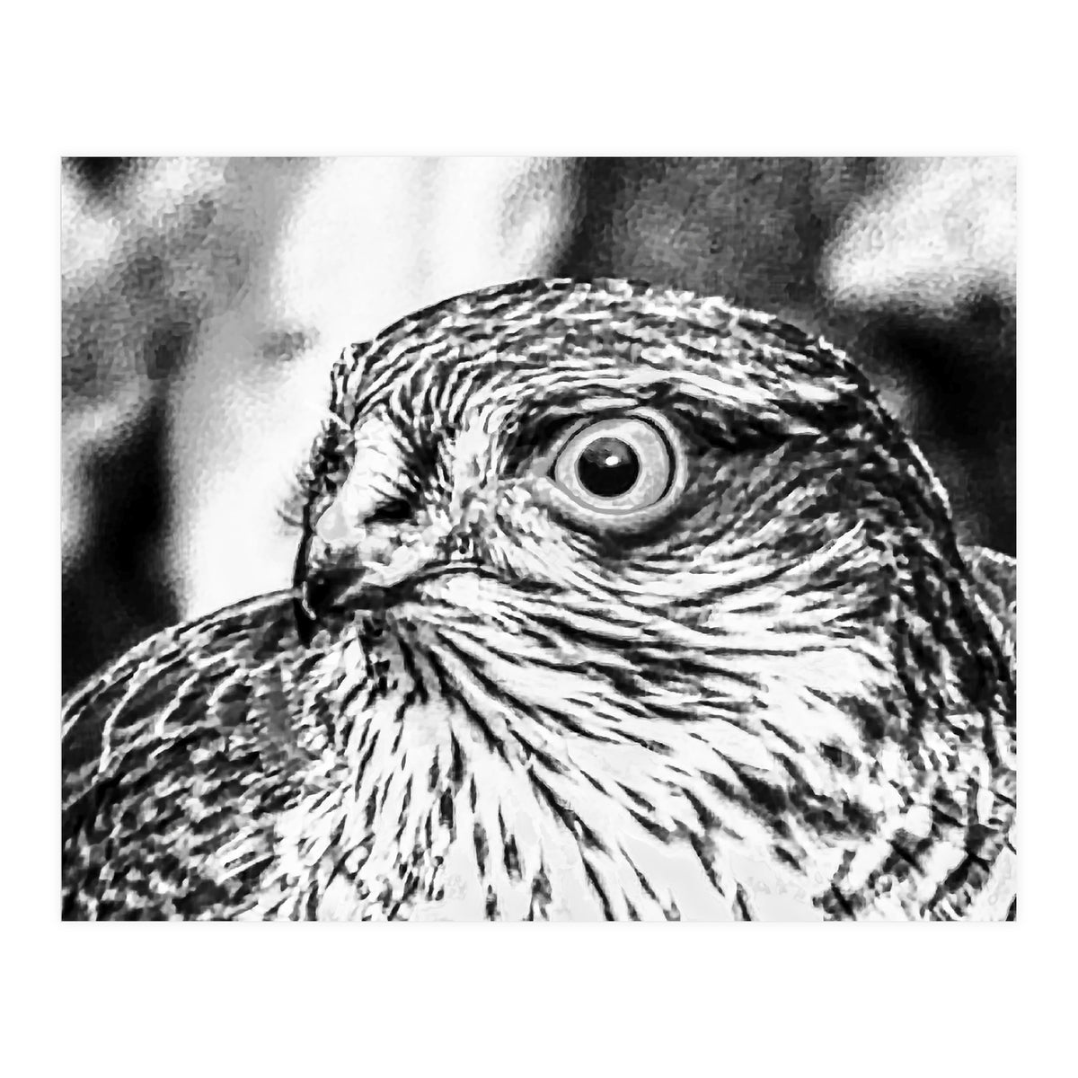 Peregrine  (Print Only)