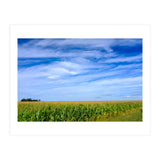 Illinois Cornfield (Print Only) thumbnail