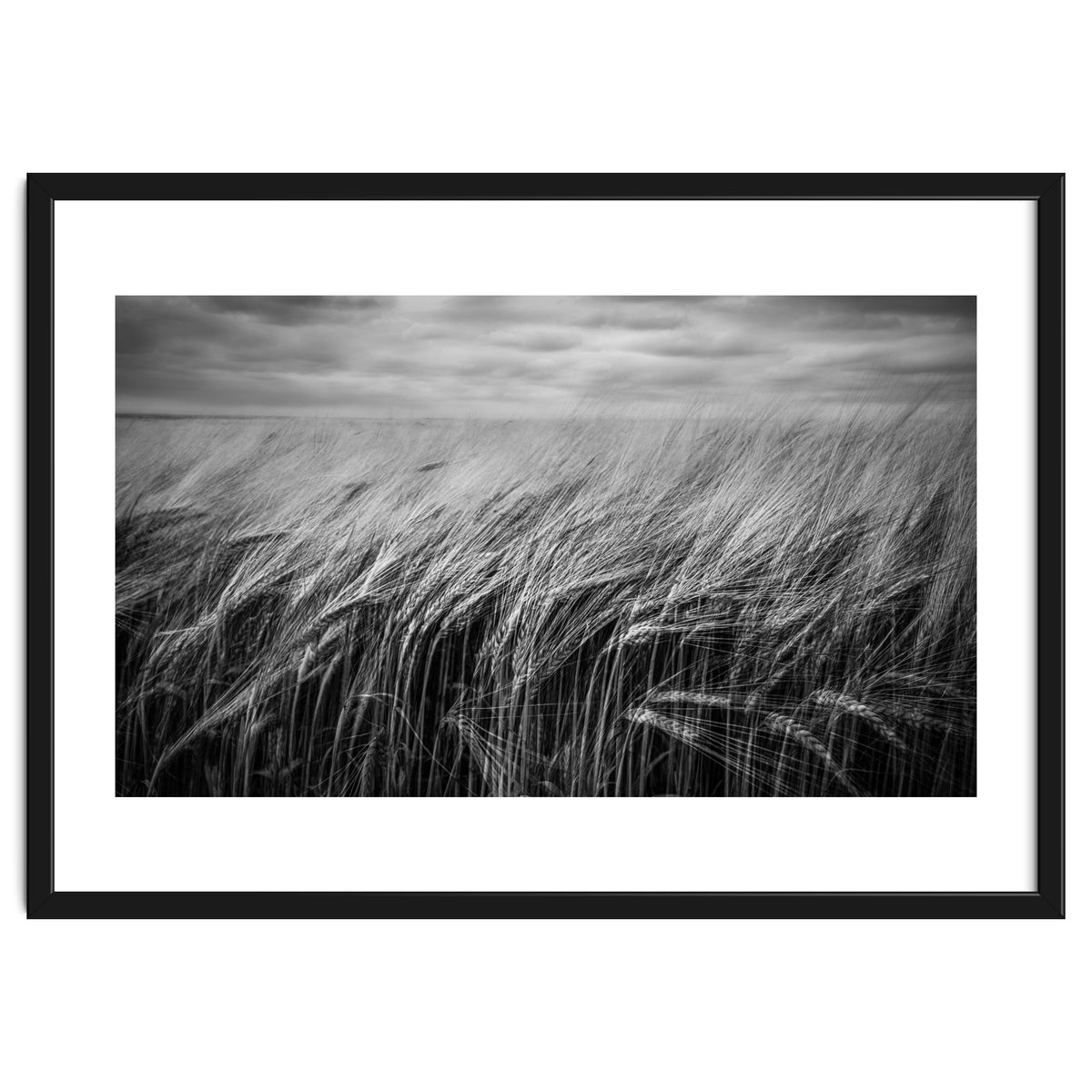 Moody Barley Field