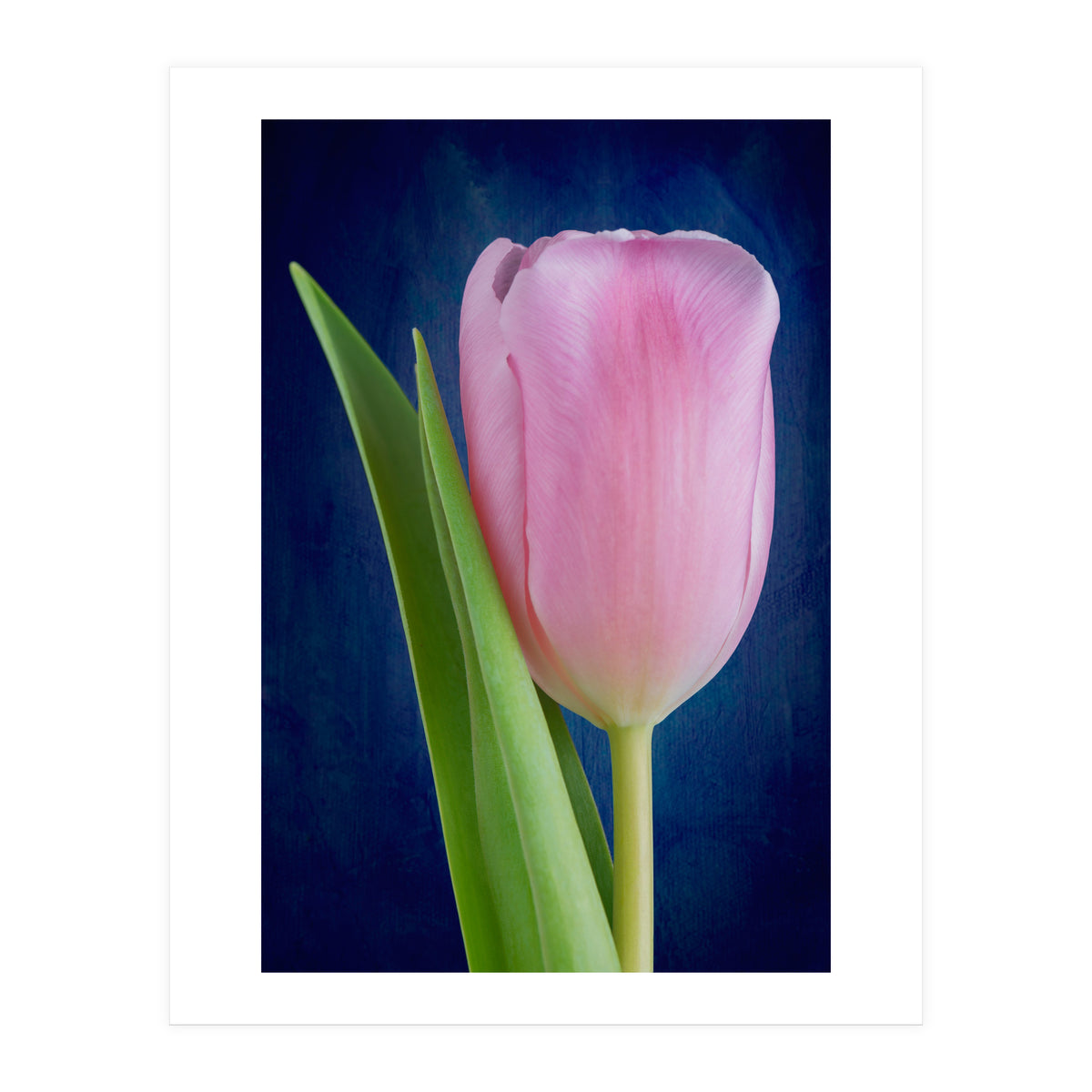 Tulip (Print Only)