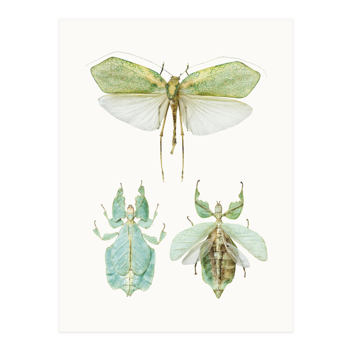 Cc Insects 07 (Print Only)