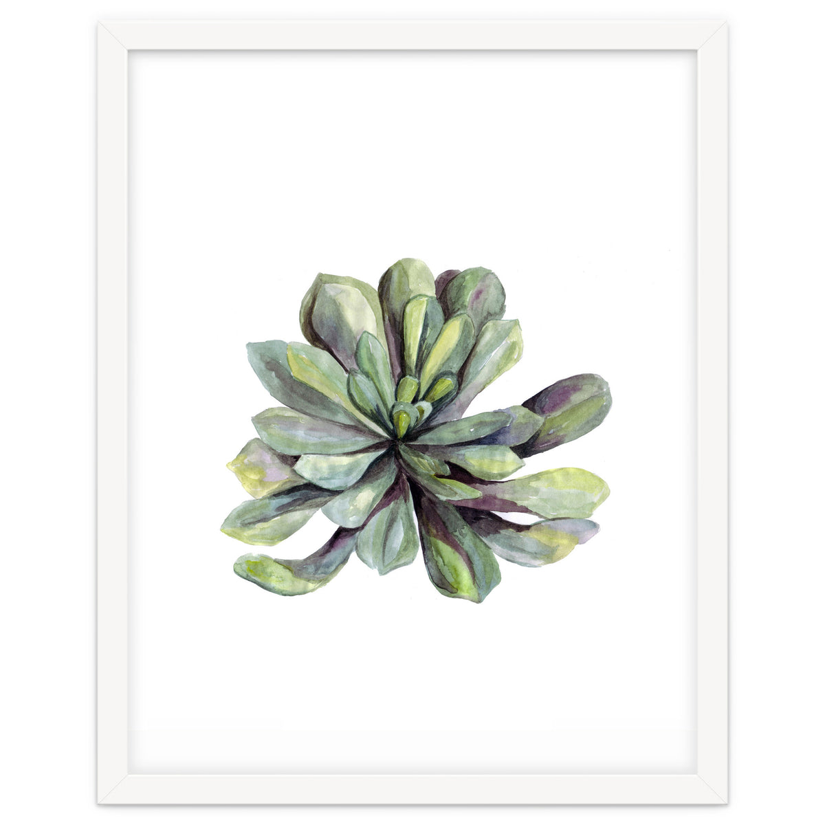Botanical Illustration Succulent