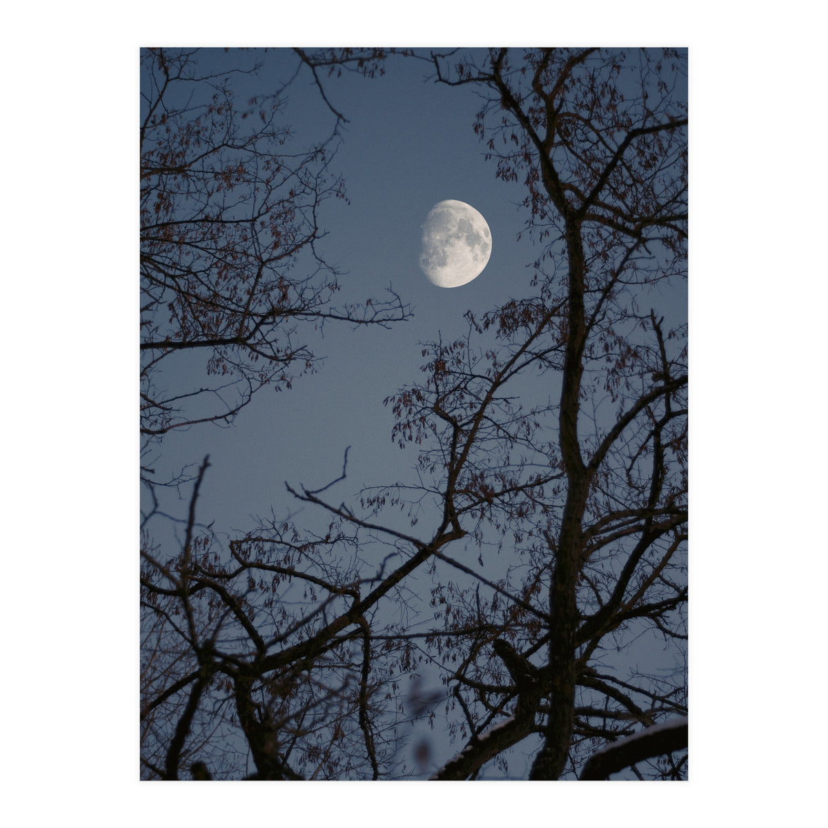 Howling (Print Only)