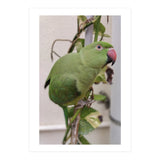 Dazzling Indian Parrot (Print Only) thumbnail