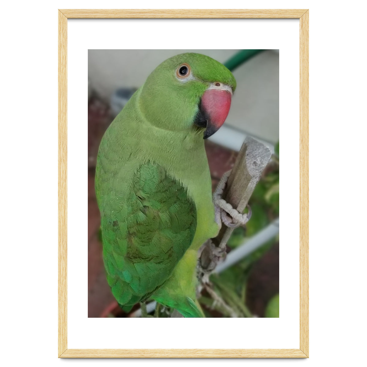 Lucky Indian Parakeet