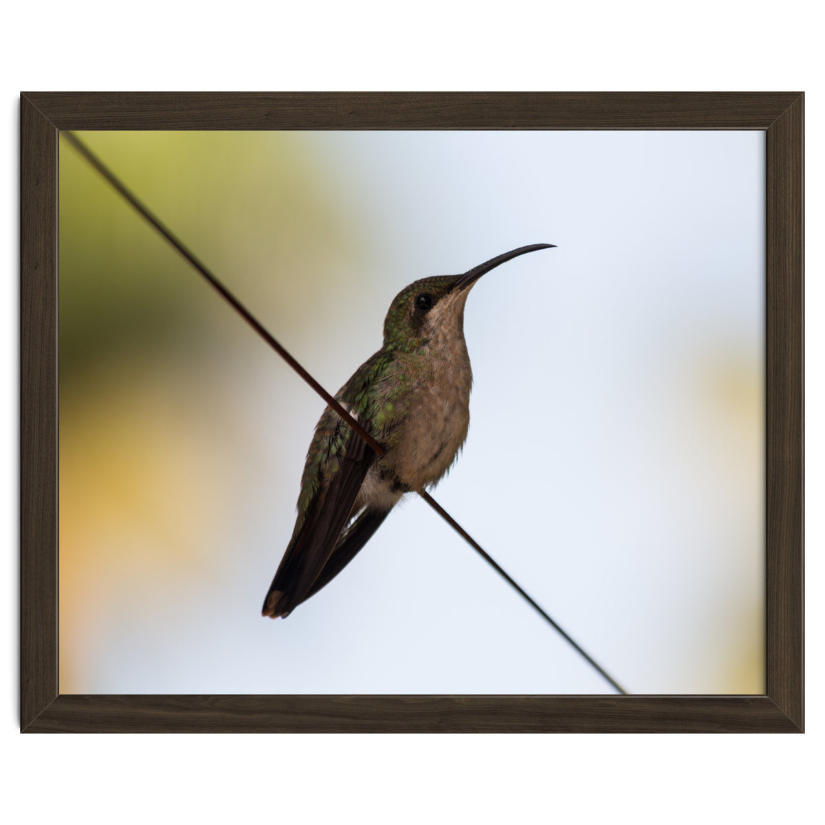 Colibri from Haïti