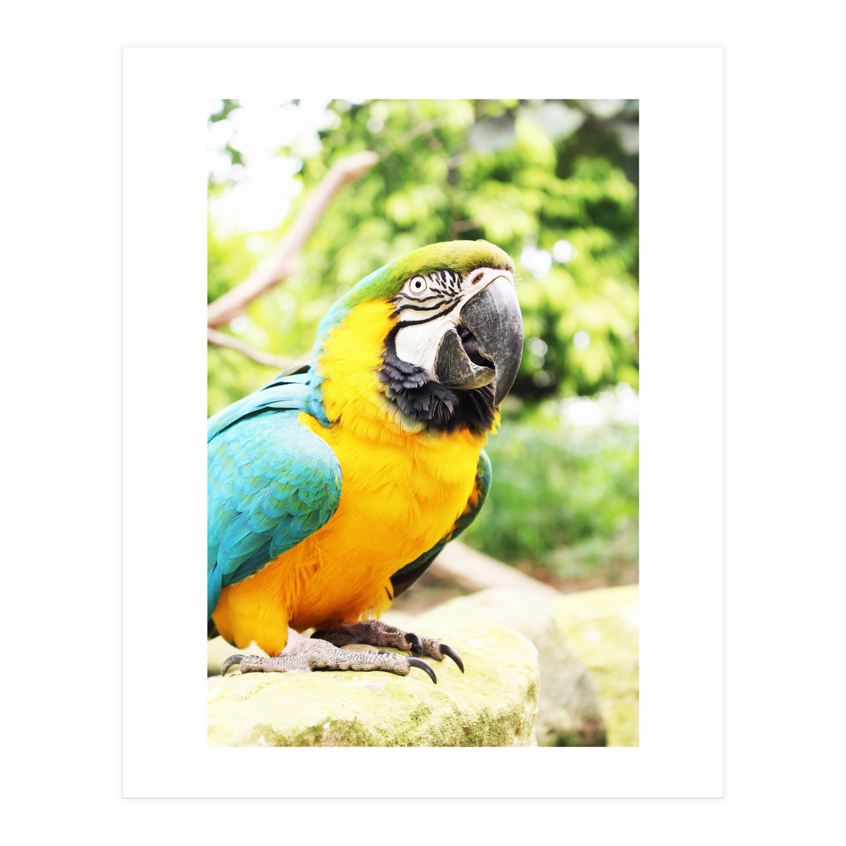Parrot (Print Only)